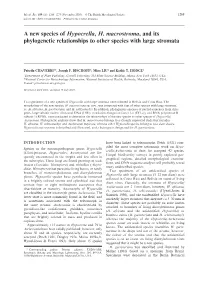 A New Species of Hypocrella, H. Macrostroma, and Its Phylogenetic Relationships to Other Species with Large Stromata