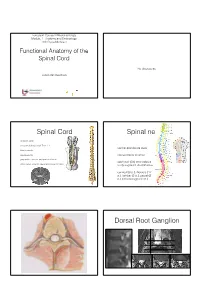 Functional Anatomy of the Spinal Cord