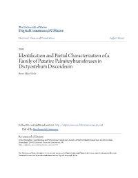Identification and Partial Characterization of a Family of Putative Palmitoyltransferases in Dictyostelium Discoideum Brent Elliot Wells