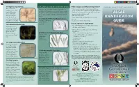 Algae Identification Guide