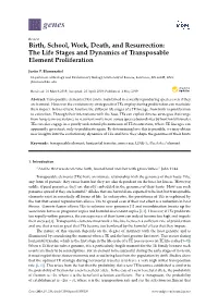 The Life Stages and Dynamics of Transposable Element Proliferation