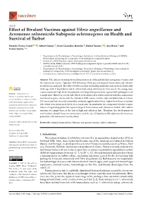 Effect of Bivalent Vaccines Against Vibrio Anguillarum and Aeromonas Salmonicida Subspecie Achromogenes on Health and Survival of Turbot