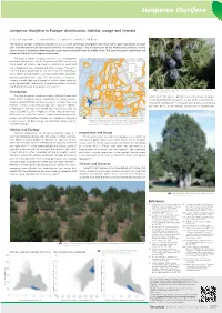 Juniperus Thurifera