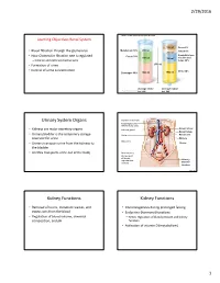 Urinary System Organs Kidney Functions Kidney Functions