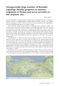 Unexpectedly Large Number of Sociable Lapwings Vanellus Gregarius on Autumn Migration in Turkey and Some Remarks on the Stopover Site