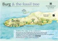 Burg & the Fossil Tree