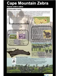 Cape Mountain Zebra Was Almost Extinct As a Result of Hunting and Competition for Grazing with Farm Stock
