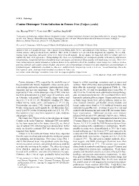 Canine Distemper Virus Infection in Fennec Fox (Vulpes Zerda)