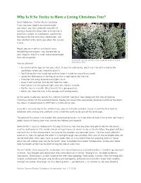 Why Is It So Tricky to Have a Living Christmas Tree?