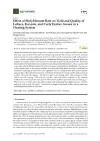 Effect of Molybdenum Rate on Yield and Quality of Lettuce, Escarole, and Curly Endive Grown in a Floating System