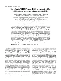 Vertebrate WRNIP1 and BLM Are Required for Efficient Maintenance of Genome Stability