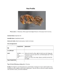 Argentine Ant