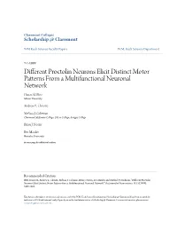 Different Proctolin Neurons Elicit Distinct Motor Patterns from a Multifunctional Neuronal Network Dawn M