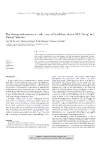 Morphology and Anatomy of Male Cones of Pseudotaxus Chienii (W.C. Cheng) W.C