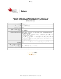 A Sexual Hybrid and Autopolyploids Detected in Seed from Crosses Between Neslia Paniculata and Camelina Sativa (Brassicaceae)