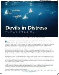 Devils in Distress: the Plight of Mobula Rays
