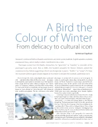 A Bird the Color of Winter in Above & Beyond, 2018