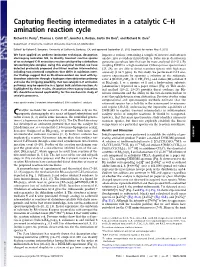 Capturing Fleeting Intermediates in a Catalytic C–H Amination Reaction Cycle