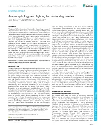 Jaw Morphology and Fighting Forces in Stag Beetles Jana Goyens1,2,*, Joris Dirckx2 and Peter Aerts1,3