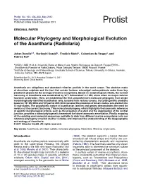 Molecular Phylogeny and Morphological Evolution of The