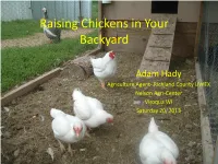 How to Get the Most from Your Small Flock