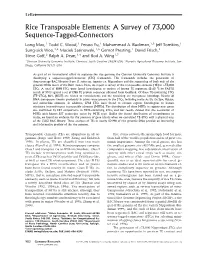 Rice Transposable Elements: a Survey of 73,000 Sequence-Tagged-Connectors