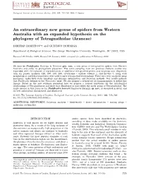 An Extraordinary New Genus of Spiders from Western Australia with an Expanded Hypothesis on the Phylogeny of Tetragnathidae (Araneae)