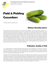 Field & Pickling Cucumbers