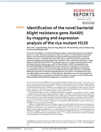 Identification of the Novel Bacterial Blight Resistance Gene Xa46 (T) By