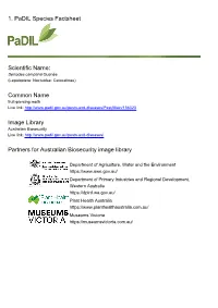 1. Padil Species Factsheet Scientific Name: Common Name Image