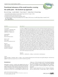 Functional Relevance of the Small Muscles Crossing the Ankle Joint – the Bottom-Up Approach