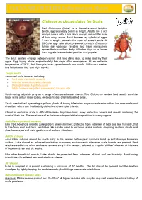BACKYARD BUDDIES Information Sheet Chilocorus Circumdatus for Scale