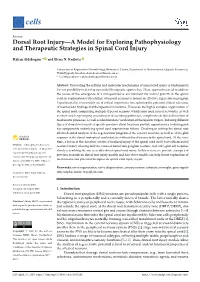 Dorsal Root Injury—A Model for Exploring Pathophysiology and Therapeutic Strategies in Spinal Cord Injury