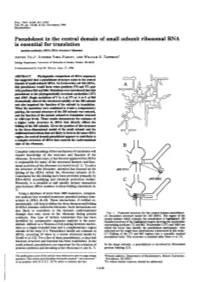 Pseudoknot in the Central Domain of Small Subunit Ribosomal RNA Is