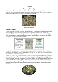 Lichens Rosemary Etheridge Lichens Are Small and Insignificant and Hard to Identify So They Are Often Ignored but They Can Be Beautiful