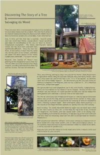 Discovering the Story of a Tree & Salvaging Its Wood
