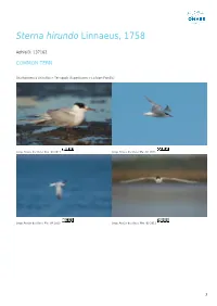 Sterna Hirundo Linnaeus, 1758