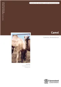 Camel Risk Assessment