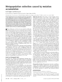 Metapopulation Extinction Caused by Mutation Accumulation