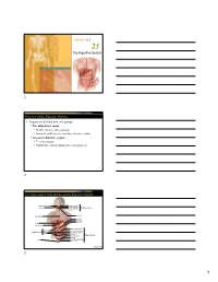 The Digestive System Overview of the Digestive System • Organs Are Divided Into Two Groups the Alimentary Canal and Accessory