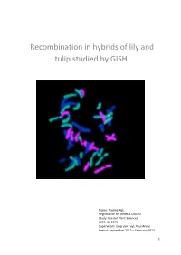 Recombination in Hybrids of Lily and Tulip Studied by GISH