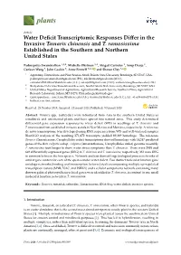 Water Deficit Transcriptomic Responses Differ in the Invasive