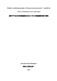 Studies on Phylogeography of Sargassum Polycystum C. Agardh In