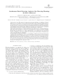 Analysis of the Flowering Phenology in Juncus (Juncaceae)