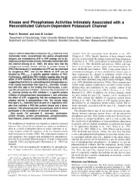 Kinase and Phosphatase Activities Intimately Associated with a Reconstituted Calcium-Dependent Potassium Channel