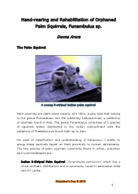 Hand-Rearing and Rehabilitation of Orphaned Palm Squirrels, Funambulus Sp