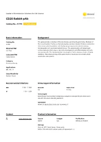 CD20 Rabbit Pab