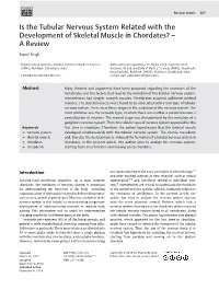 Is the Tubular Nervous System Related with the Development of Skeletal Muscle in Chordates? – Areview