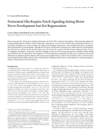 Perineurial Glia Require Notch Signaling During Motor Nerve Development but Not Regeneration