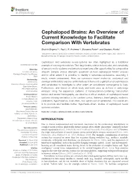 Cephalopod Brains: an Overview of Current Knowledge to Facilitate Comparison with Vertebrates